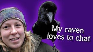 Fable the Raven   Did you know Ravens can talk?