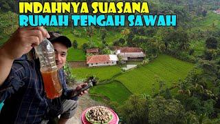 INDAHNYA SUASANA RUMAH TENGAH SAWAH..SANTAI MENIKMATI KACANG REBUS DAN MADU HANGAT