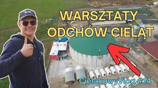 Euro Cielęta na szkoleniu ważna wiedza dla rolników opasowych.  CielakowyVlog #14