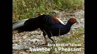 【Yushan National Park】Rare Birds of Taiwan- Swinhoes Pheasant