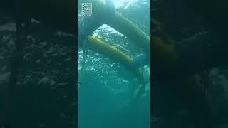 Short Aquatec Offshore Submersible Cage #part5  #shorts
