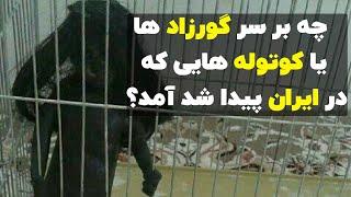 چه اتفاقی سر گورزاد یا کوتوله ای که در ایران پیدا شده بود آمد؟