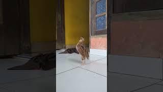 suara burung puyuh ful di umbar