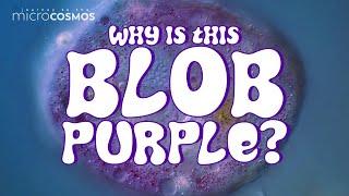 Weve Been Looking For This Purple Amoeba for 6 Years