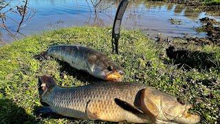 TARARIRASBOGASBAGRES “Pesca y Cocina” naturaleza campo y aventura por increíble laguna ep2