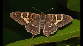 Gardening for Moths Plants That Attract These Nocturnal Pollinators