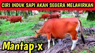 Tanda induk sapi bali super akan segera melahirkan