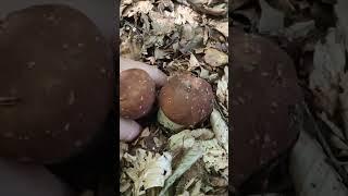 Doppia raccolta di funghi porcini #porcini #funghiporcini #nature #mushroom