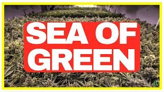 How to Use the SOG Technique For Growing Cannabis SEA OF GREEN EXPLAINED