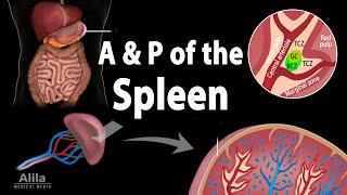 Anatomy & Physiology of the Spleen Animation