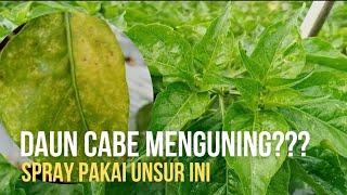 MANFAAT MAGNESIUM UNTUK CABE  TERNYATA LUAR BIASA BAGI KEHIDUPAN MANUSIA