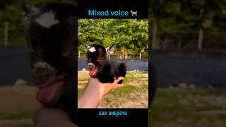 Mixed voice с вибрато и без #rockvox #расщепление #экстримвокал #высокиеноты #микст #mixedvoice