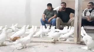 Андижанские голуби Андижан Кептерлери Андижон Кабутари Andijan Pigeons