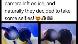  Emperor Penguin  Selfies in Australia  Antarctic 