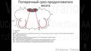 Внутреннее строение продолговатого мозга.