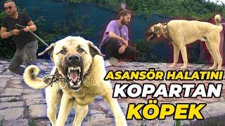 BU KÖPEĞE 1 METREDEN FAZLA YAKLAŞAN OLMAMIŞ HALAT KOPTU