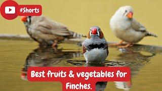 Best Fruits and Vegetables for Finches #shorts #finches