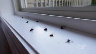 Dealing with CLUSTER FLIES at the cottage  Cottage Q&A