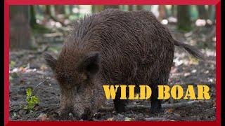 Wild boar sounds near the forest. Clear sounds of hog and wild pig.