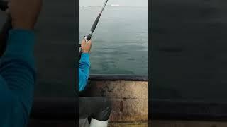 الصيد على الدرعي بداربوعزة