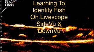 Garmin Livescope Learning To Identify Fish On Livescope SideVu & DownVu