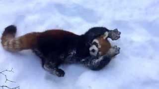 Red Pandas are Having Snow Much Fun - Cincinnati Zoo