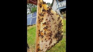 Beekeeping - Our First Harvest From the Top Bar Hive