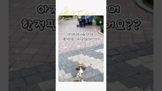 아기시츄이슬이의 명품가방 기다리는건.지겨워 #시츄 #puppy #강아지 #귀여운 #shitzu