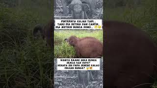 BUNGA BUAT APA SAMA GAJAH YAK?  #shorts #subscribe