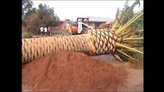 Date Palm removal 7 Dec 2002