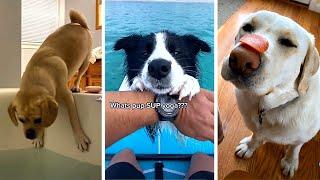 Ultimate Funny DOGS Compilation  Cutest PUPPIES on the internet  #2