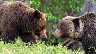 Grizzly Bears Mating in Canadas Rockies