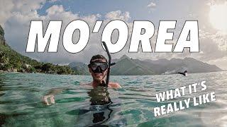 Island Life A Moorea Travel Vlog  French Polynesia Adventure