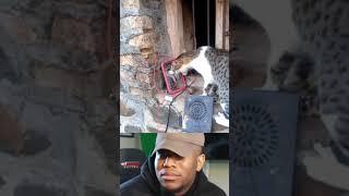 cat  funny video #memes#funnyvideo #tiktok#comedy#memelucu#shortvideo#lucu#usmarttiko#shorts#fypシ