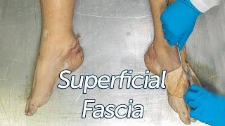 Lower Limb Superficial Fascia