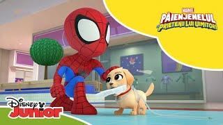  Atacul cățelușului  Păienjenelul Marvel și prietenii lui uimitori  Disney Junior România