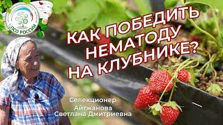 Как бороться с нематодой на клубнике. Почему сохнут кусты клубники земляники.