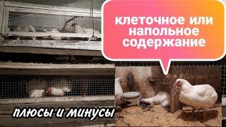 Клеточное и Напольное СОДЕРЖАНИЕ Бройлеров и Несушек. Плюсы и Минусы