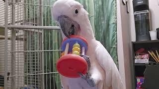 Max The Squeaky Cockatoo