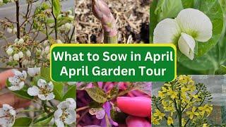 What to sow in April - April Garden Tour