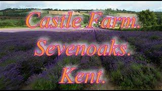 Castle Farm 2024. Sevenoaks. Kent. TN14 7UB.