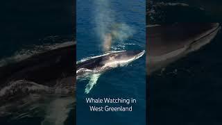 4K Drone shortage of Whales in West Greenland #greenland