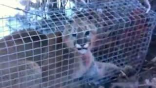 Colorado Mountain Lion - In Cage Trap