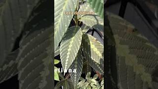 Leea zippeliana Plant Care tips