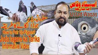 Joda lagane Ka TariqaUstad WaqasHow to pair up pigeonBreeding tips on pigeonInformative Video