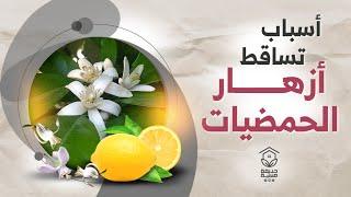 أسباب تساقط أزهار الليمون والحمضيات ؟   Why the leaves of citrus trees falling