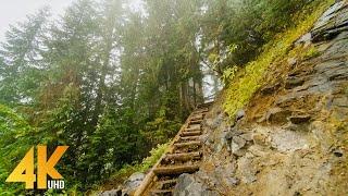 4K Virtual Walk through Beautiful Mountain Forest - Fascinating Comet Falls Mt. Rainier Area