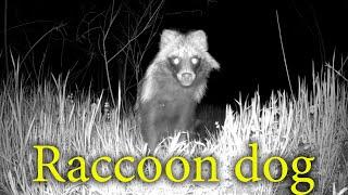 Енотовидные Собаки в разное время суток  Common raccoon dog