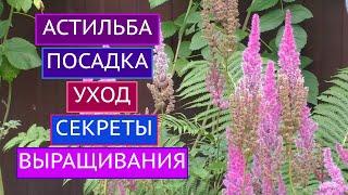 АСТИЛЬБА ВСЕ ЧТО НУЖНО ЗНАТЬ ОБ УХОДЕ + ПОСАДКА