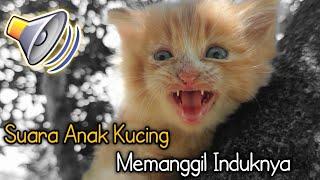 Suara anak kucing memanggil induknya